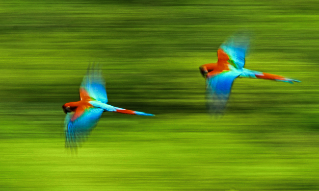 dos-guacamayos-rojos-sobrevuelan-el-parque-madidi-que-alberga-el-70-de-las-aves-de-bolivia