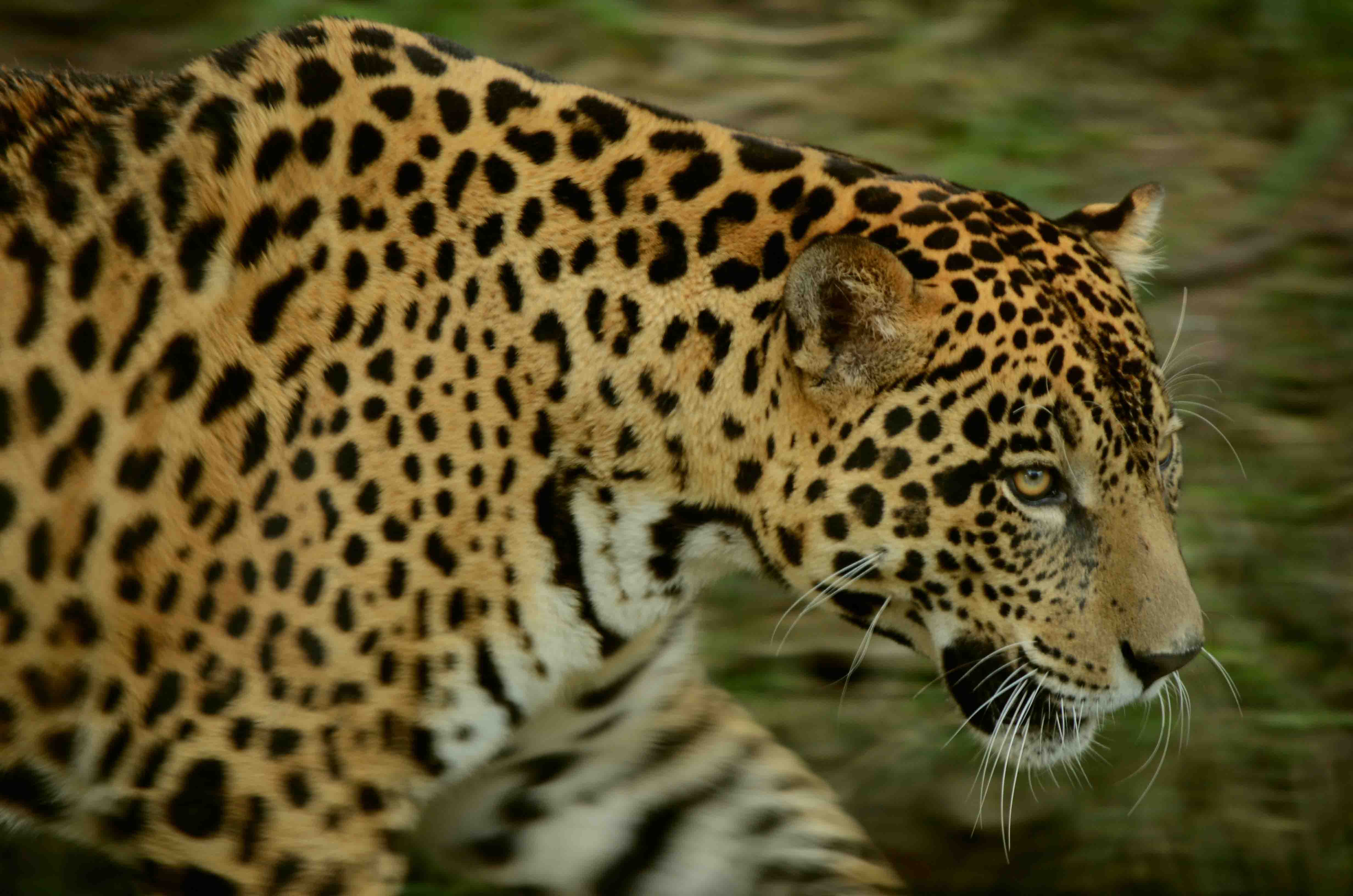 el-parque-madidi-alberga-una-poblacion-de-300-jaguares
