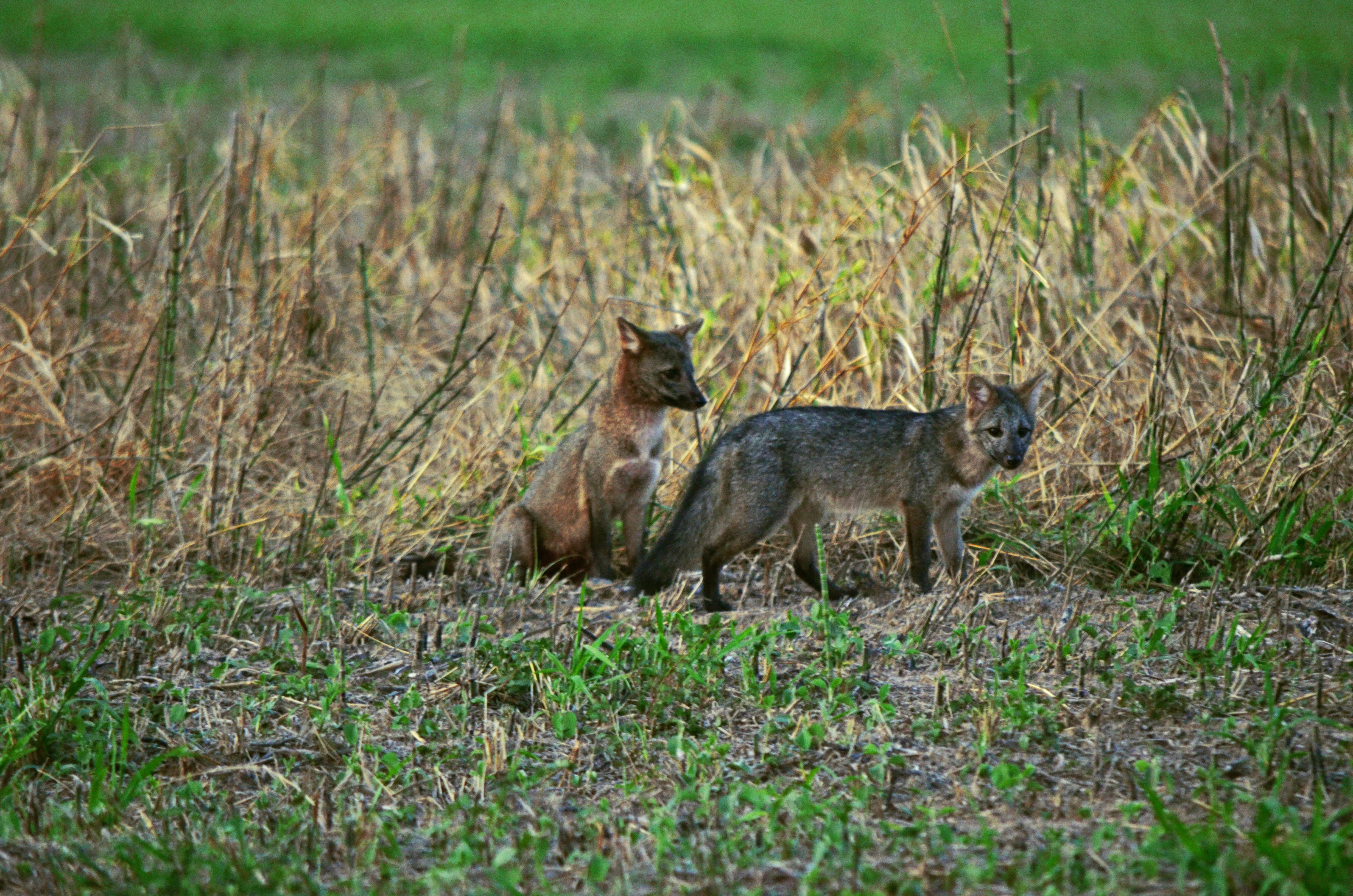 7-zorros-en-un-barbecho-de-la-reserva-forestal-guarayos