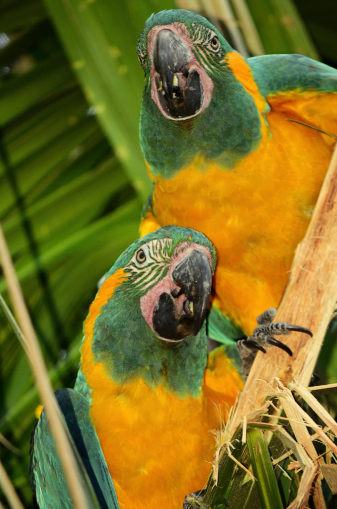 2-guacamayos-barba-azul-sobre-palmera