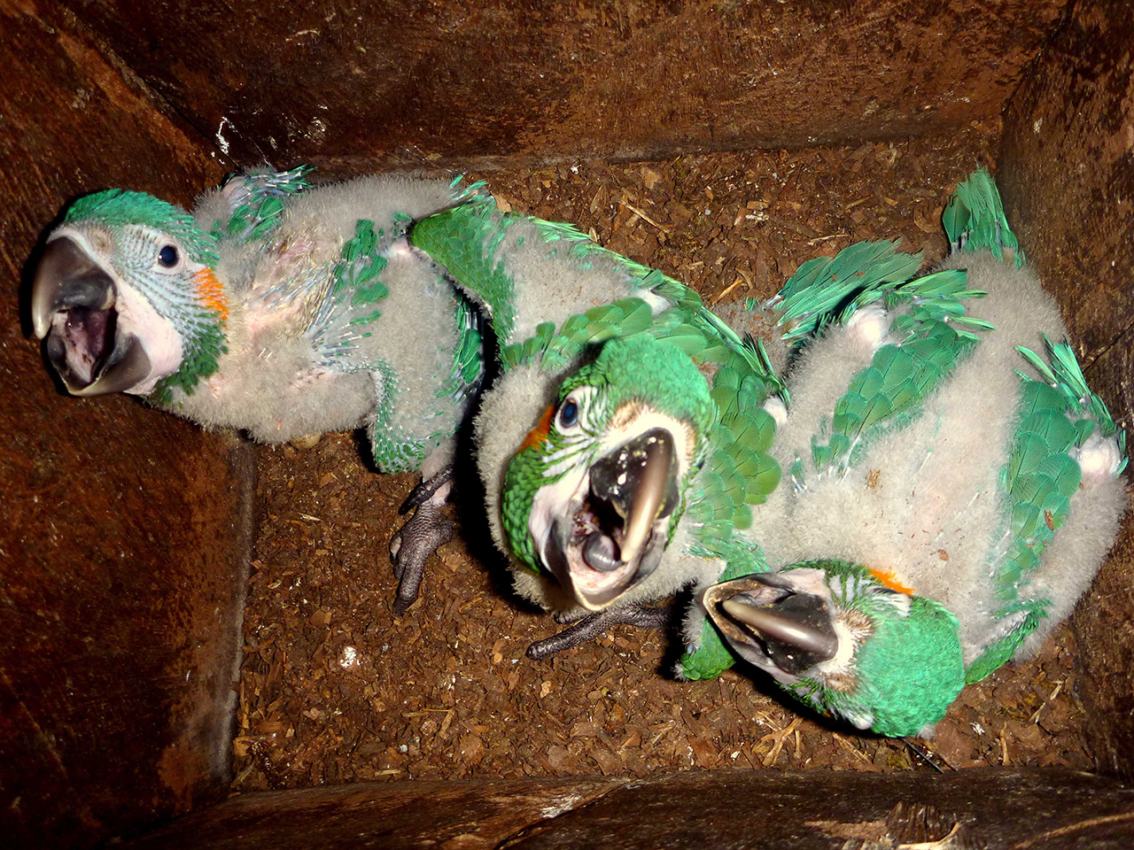 4-pichones-de-barba-azul-dentro-de-un-nido-artificial