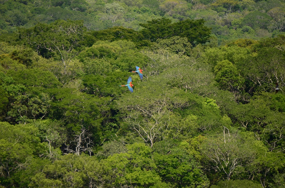 Esta imagen tiene un atributo ALT vacío; su nombre de archivo es 8-Bosque-Seco-Chiquitano.jpg