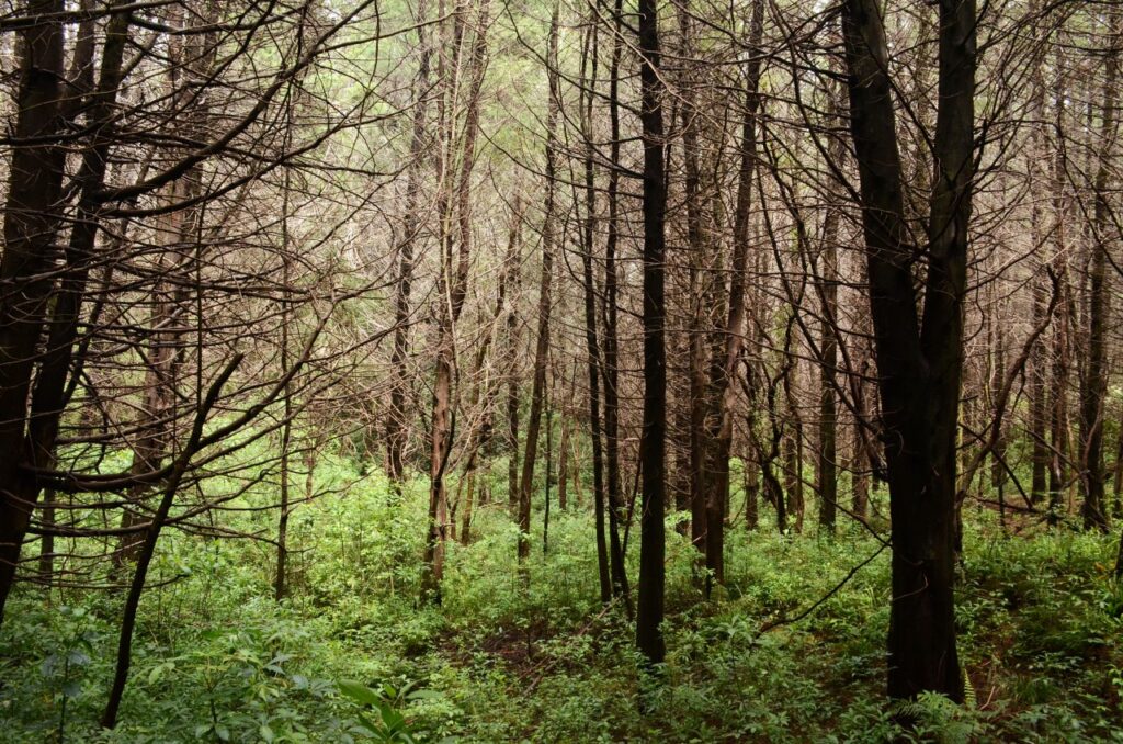El bosque Prusia abarca unas 600 hectáreas. De estas, 400 están cubiertas por especies exóticas. Crédito: María Laura Molina Cordero