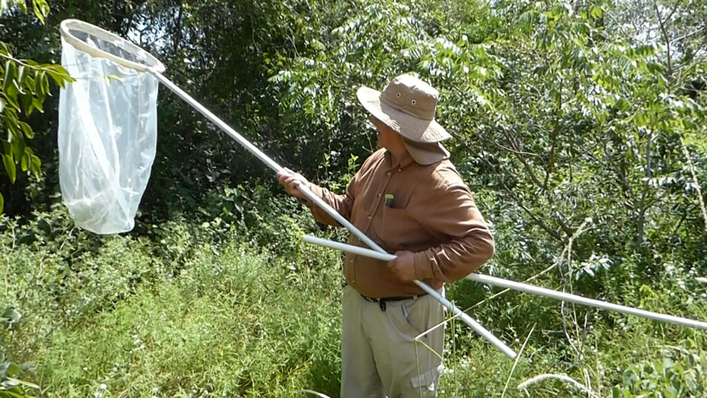 Investigación de abejas naticas